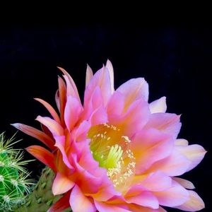 Meet your Posher, Roneka